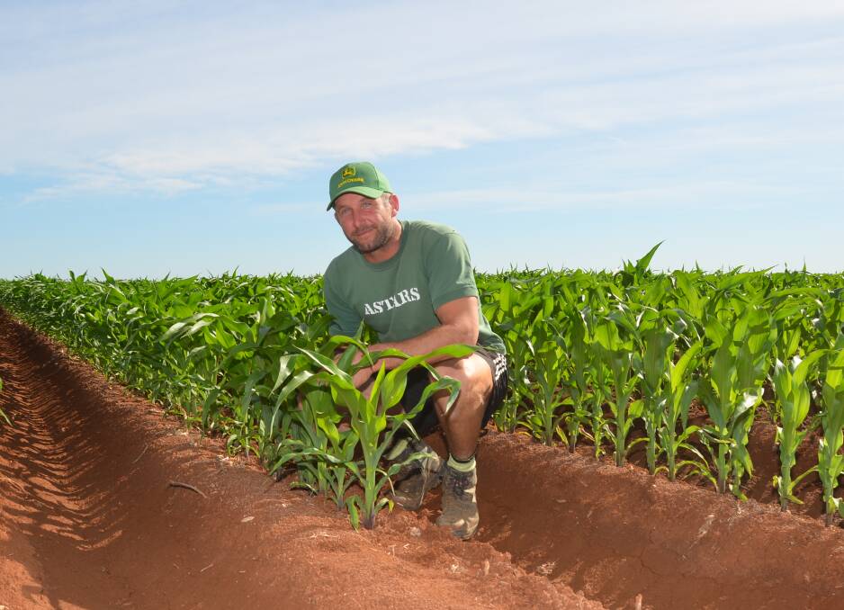 Vittorio Cavion, Trevail Park, Coleambally, was encouraged to plant corn this year due to low water prices. 
