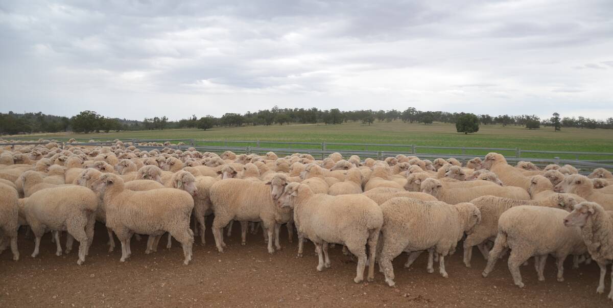 The Northeys maiden ewes, presented for the West Wyalong ewe competition. 
