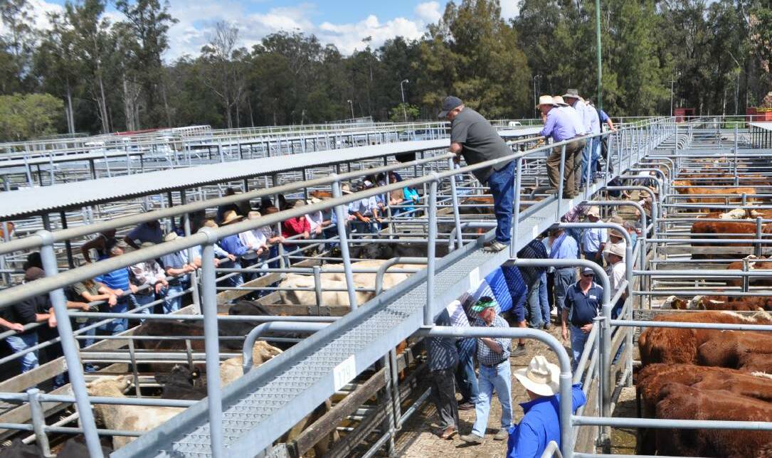 Maitland steers sold for a new saleyard record price of $2200. Photo: File 