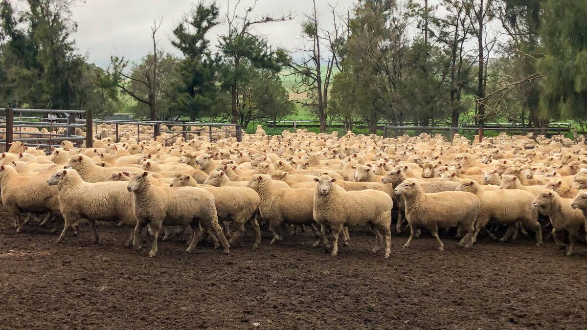 Heavy lambs heading to the saleyards this week. 