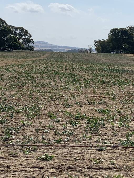Charlie Moreing's Pallaton Raphno brassica crop at Bombala germinated on 12mm of rain. Photo supplied. 