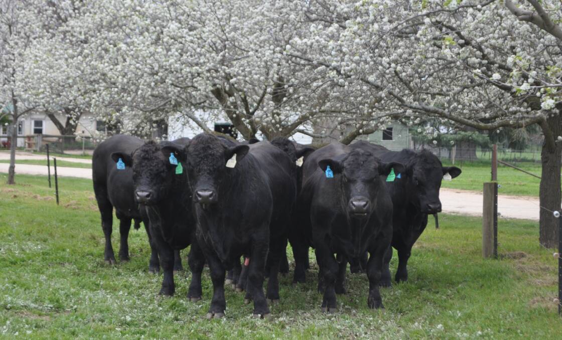 The 27 Black Composite bulls offered sold to a top of $8000 and average of $6074. 