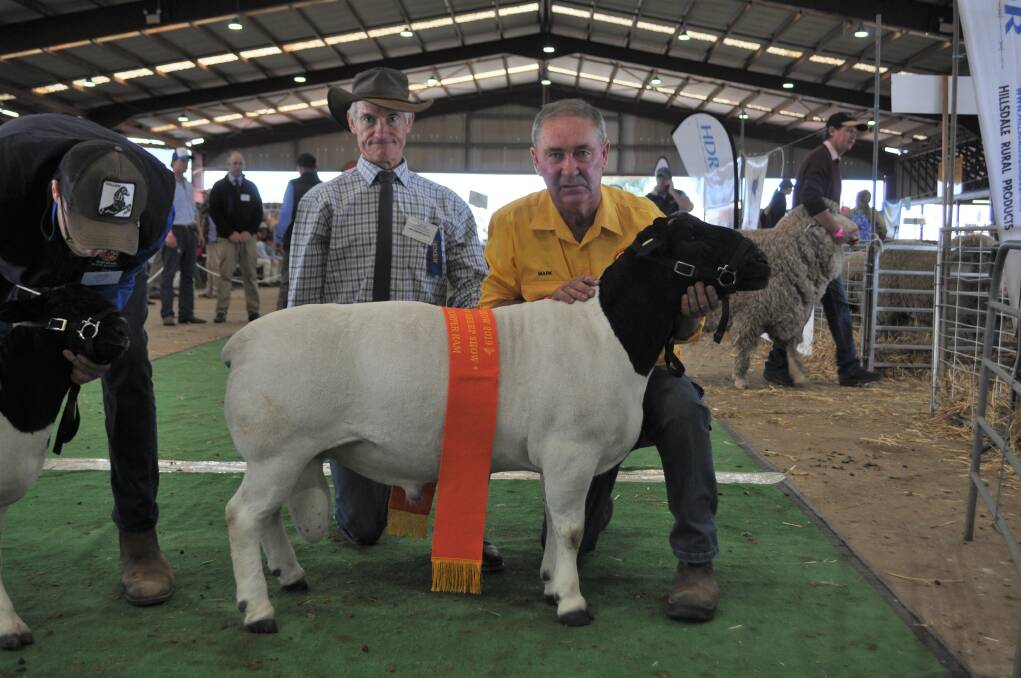 The grand champion ram from Whynot Dorpers with Judge, Graeme Budd and Mark Gett, Whynot, Narrabri. 