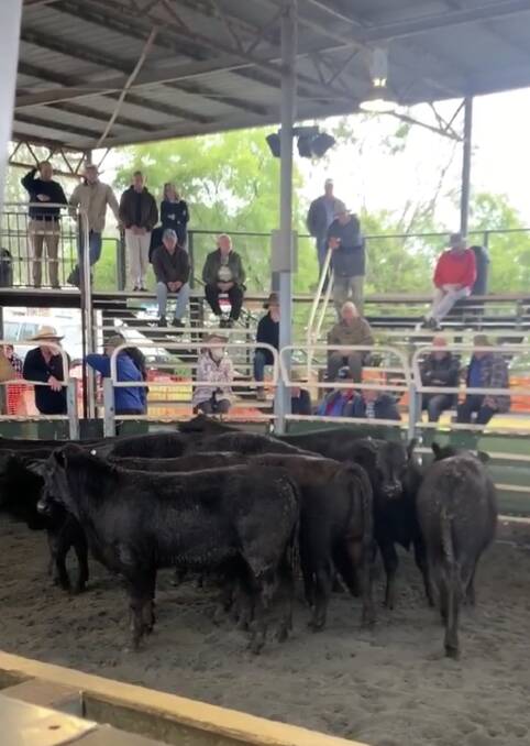 McGrath Cattle Company, Ulmarra sold Angus weaners, 290kg, for 442c/kg, returning $1250. This pen was part of the 81 weaner Angus and Angus cross weaners offered by the McGrath Cattle Company. Photo supplied. 
