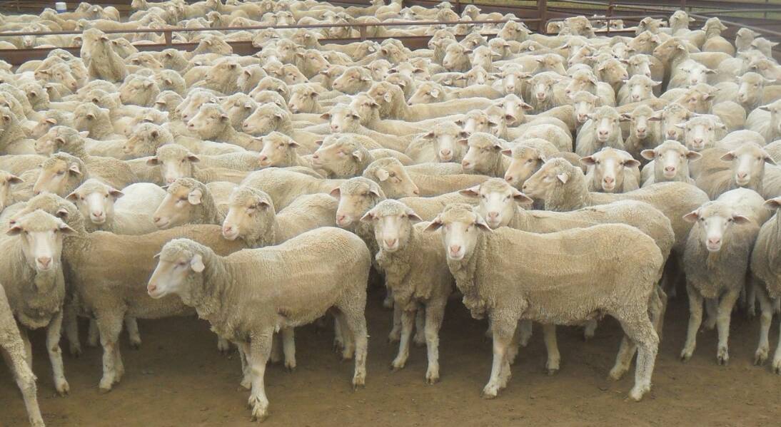 This pen of 250 2020-drop Merino ewes from Ballatherie, Hillston topped the sale, making $480. Photo: AuctionsPlus