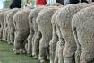 Tools to attract big premiums for non-mulesed wool