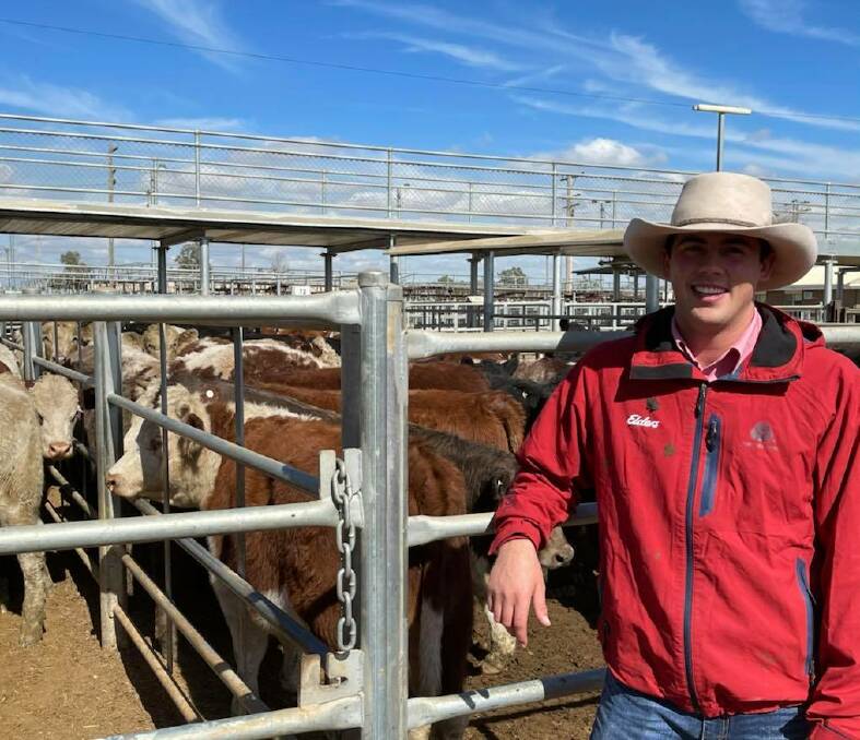 Harry Waters, Elders Gundagai, with Hereford yearling steers sold at Wagga Wagga's prime sale on Monday. Restocker steers made 480c/kg to 600c/kg. Photo: Declan Haines 