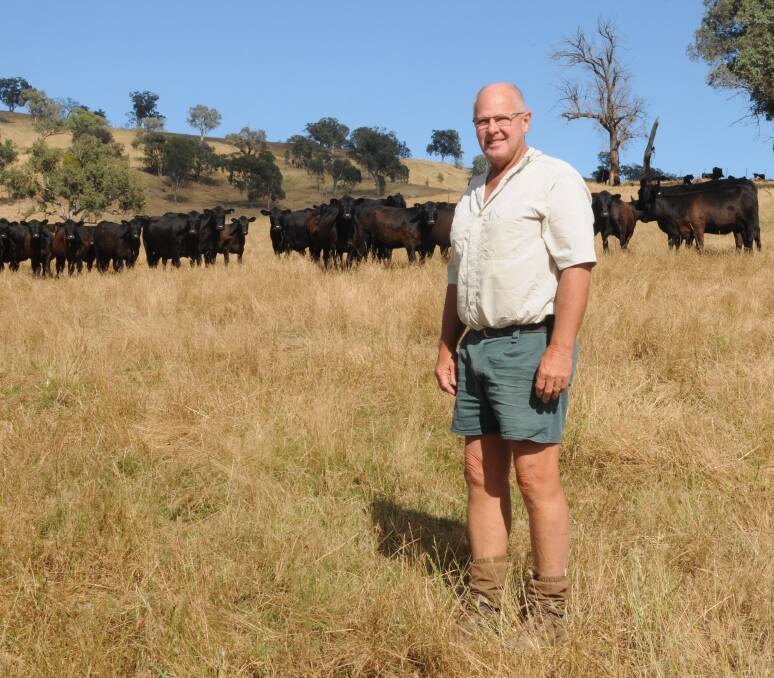 Mick Penny, Carinya Estate, Bandianna, Victoria, will mark two decades of supplying cattle to the Wodonga sale in 2021. Mr Penny said his calves were up to 100kg heavier than usual for the time of year. Photo: NVLX