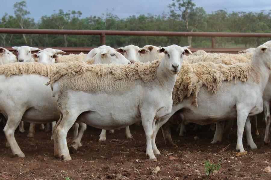 The $601 ewes were three to four-years-old and scanned in lamb. Photo: AuctionsPlus