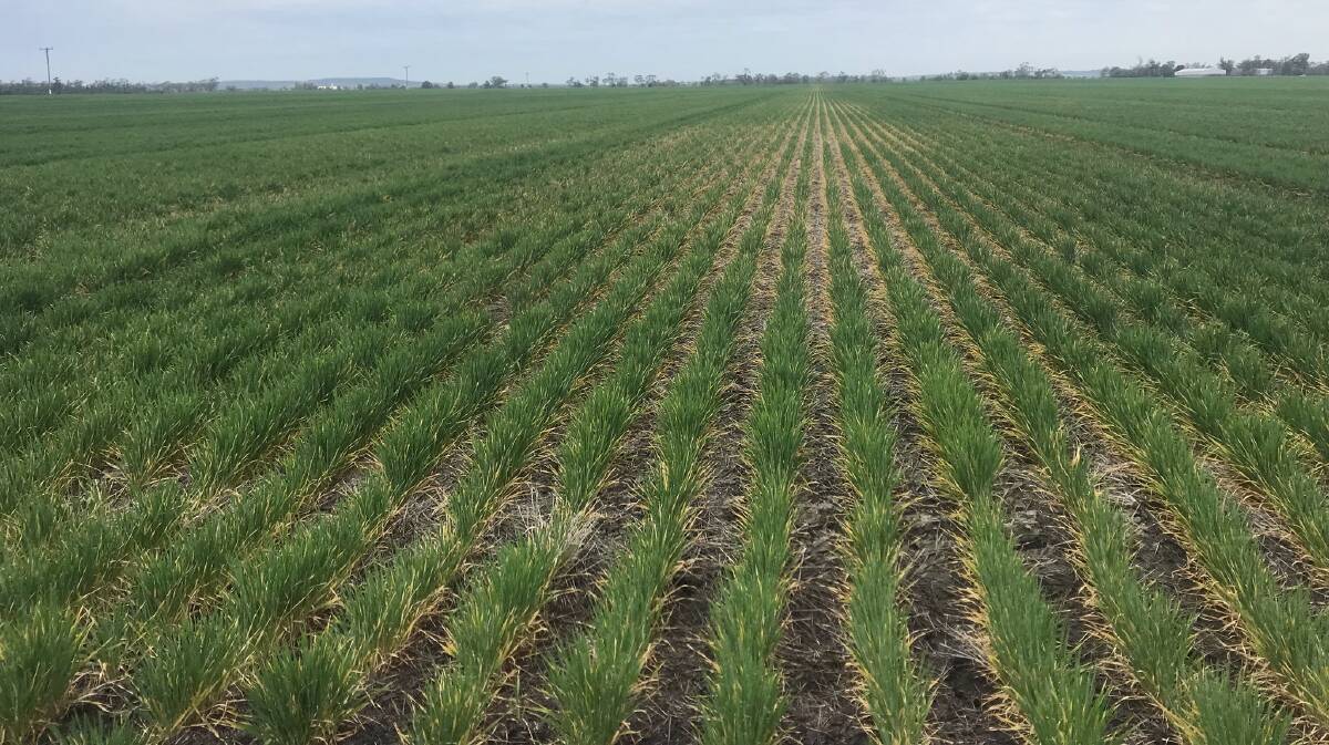 Sam Conway's barley crop at Crooble has been affected by Spot Form Net Blotch. The barley pictured is Spartacus variety, sown into barley stubble. 