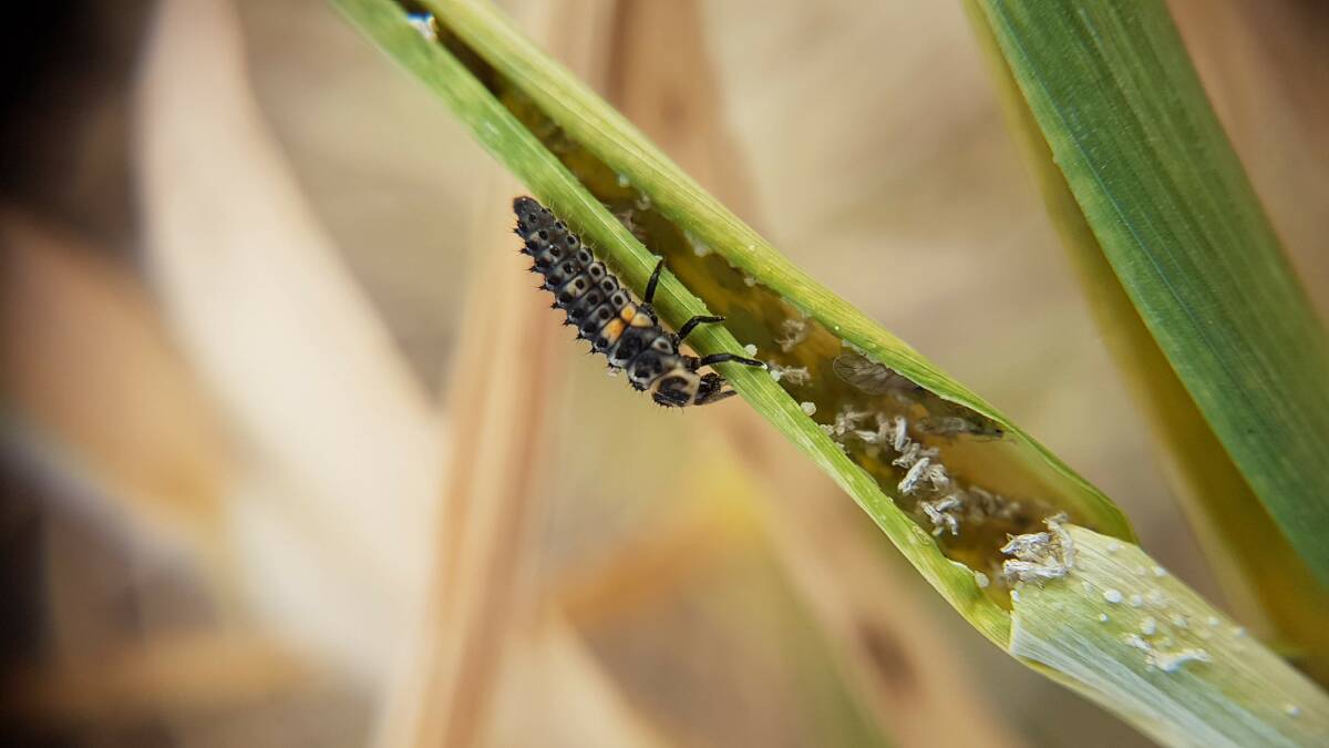 A ladybird larvae eating russian wheat aphid on barley. This year the number of beneficials like ladybirds, have increased. Photo by Elia Pirtle, cesar pty ltd.