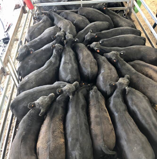 Mount Annan's top pen of 52 Angus steers weighed an average of 461kg and sold to $1445.