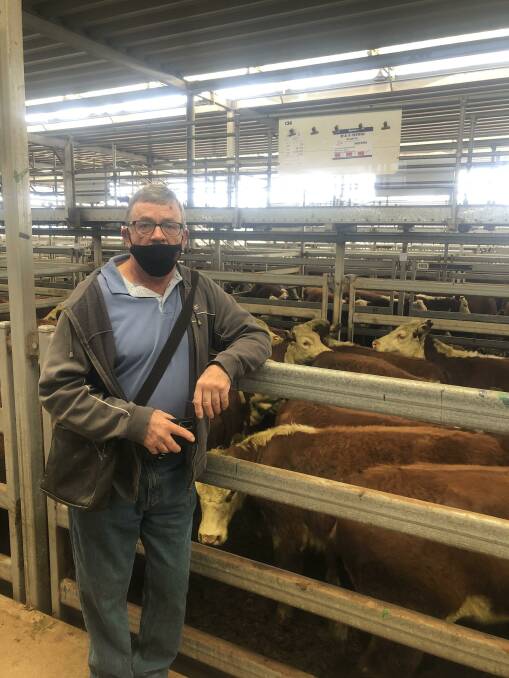 Michael Trewin, Barcoo Ridge, Bungil, Vic, sold a feature run of 111 Hereford heifers which made from $1720 to $2030. Photo: NVLX