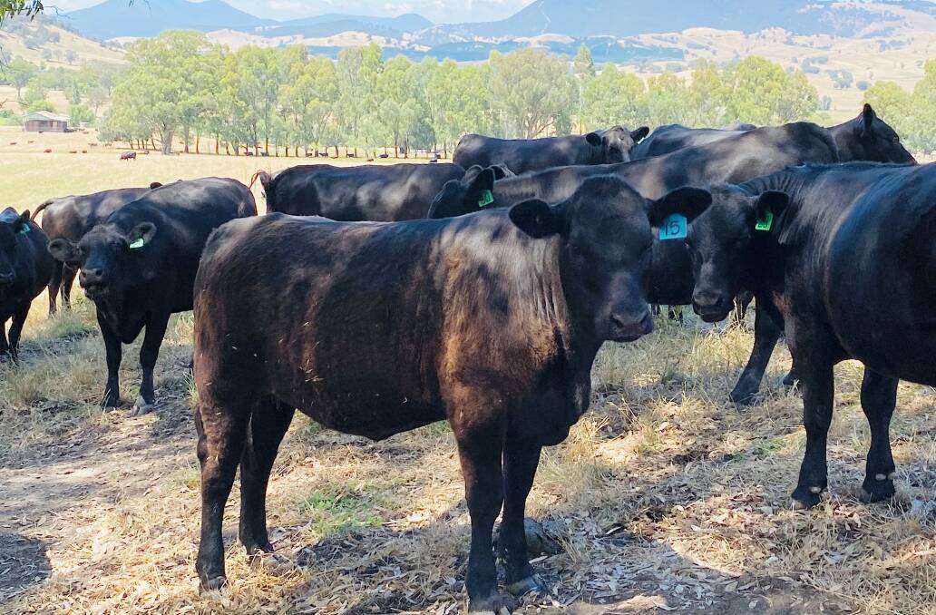 Fifty Angus steers, nine to 10 months, from B. and K.L. Dedic, Tallangatta Valley, Victoria, will make up part of the 1818 yarding of black cattle on Tuesday for the first day of the 2021 Wodonga weaner sales. Photo: NVLX