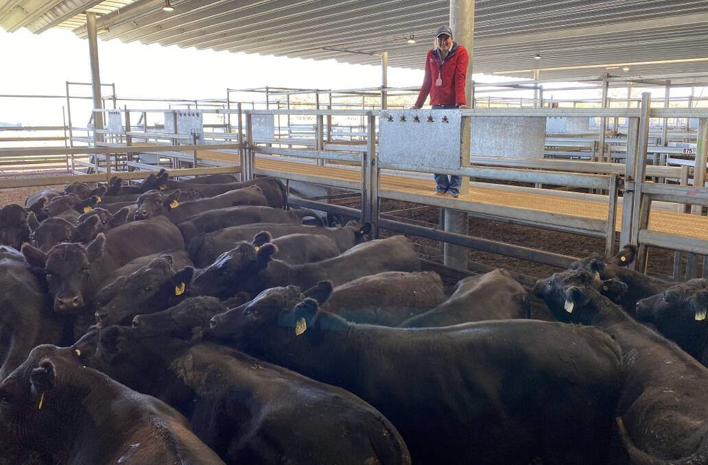 Bowyer and Livermore Livestock agent Brittany Scholz with 27 Angus steers which averaged 421kg to return $1744 or 414.2c/kg at Carcoar on Tuesday. Photo: CTLX
