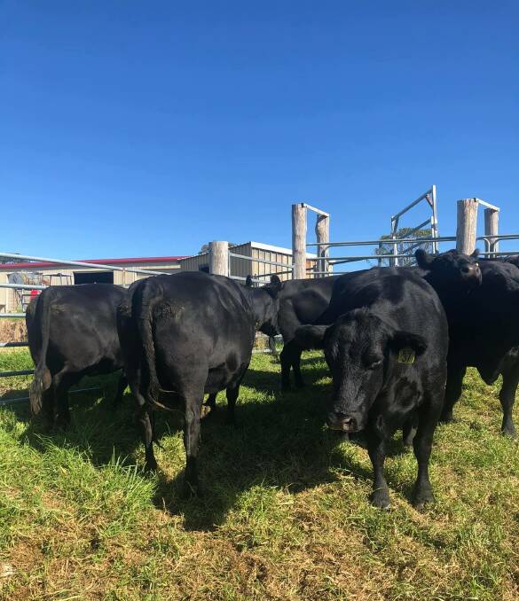 High Springs, Quaama sold eight PTIC Angus cows for $2350 at Bega. Photo: Chester and Smith