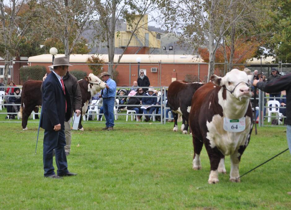 Judge, Lachlan Day, Day's Whiteface, Bordertown, South Australia used performance data to help place his top five bulls for each class. 