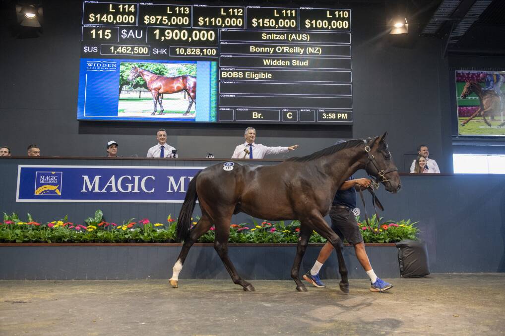 The top price lot of the Magic Millions Yearling Sale at $1.9 million for this Snitzel colt from Bonny O'Reilly which sold via Widden Stud. Photo: Magic Millions