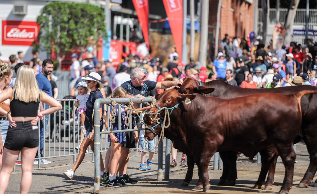For some Sydneysiders the Sydney Royal Easter Show is their one chance to come face-to-face with the livestock industry. Photo: Lucy Kinbacher