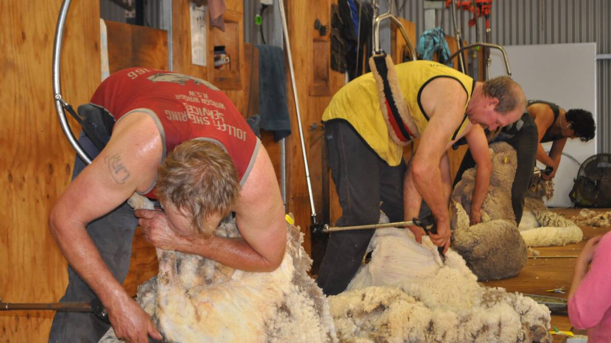 The first shearing of the 2019-21 Peter Westblade Memorial Merino Challenge.