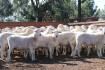 Aussie White ewes sold for $988 on AuctionsPlus