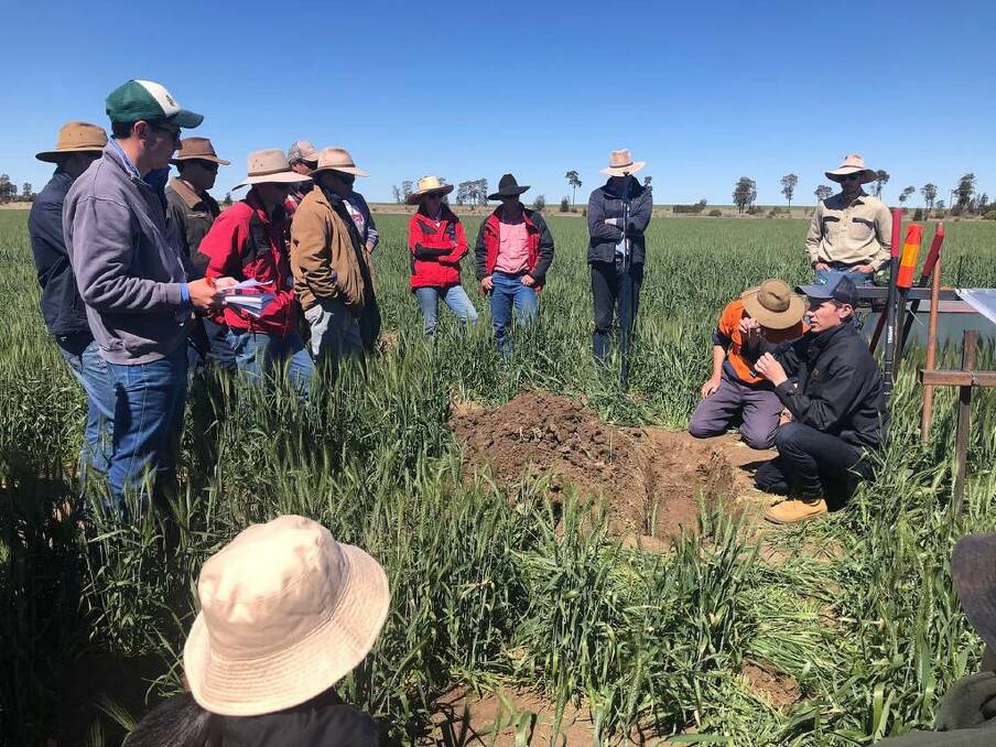 One of the project's experimental core sites at Drillham, Queensland. Trial sites have been established across QLD and NSW with 13 treatment combinations for soil amelioration tested. Photo: Stirling Roberton