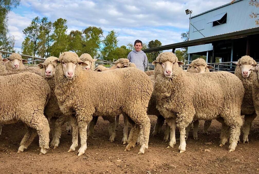 Tim Coddington, 11, Dubbo is the youngest person to ever register a sheep stud in NSW, establishing Rosemont Merino and Poll Merino stud last year. He is the fourth generation of the Coddington family to establish Merino studs. Photo: Supplied
