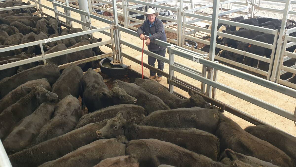 Patrick Purtle of Purtle Plevey Agencies with a pen of 10 to 12-month old Angus weaner steers offered by Lummis, Niangala which sold for $1400. Photo supplied by Tamworth Livestock Selling Agents Association. 