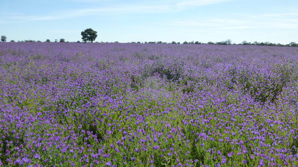 The Graham Centre researchers have found Paterson's Curse, also known as Salvation Jane or Riverina Bluebell, was most likely introduced to Australia through the importation of sheep. 