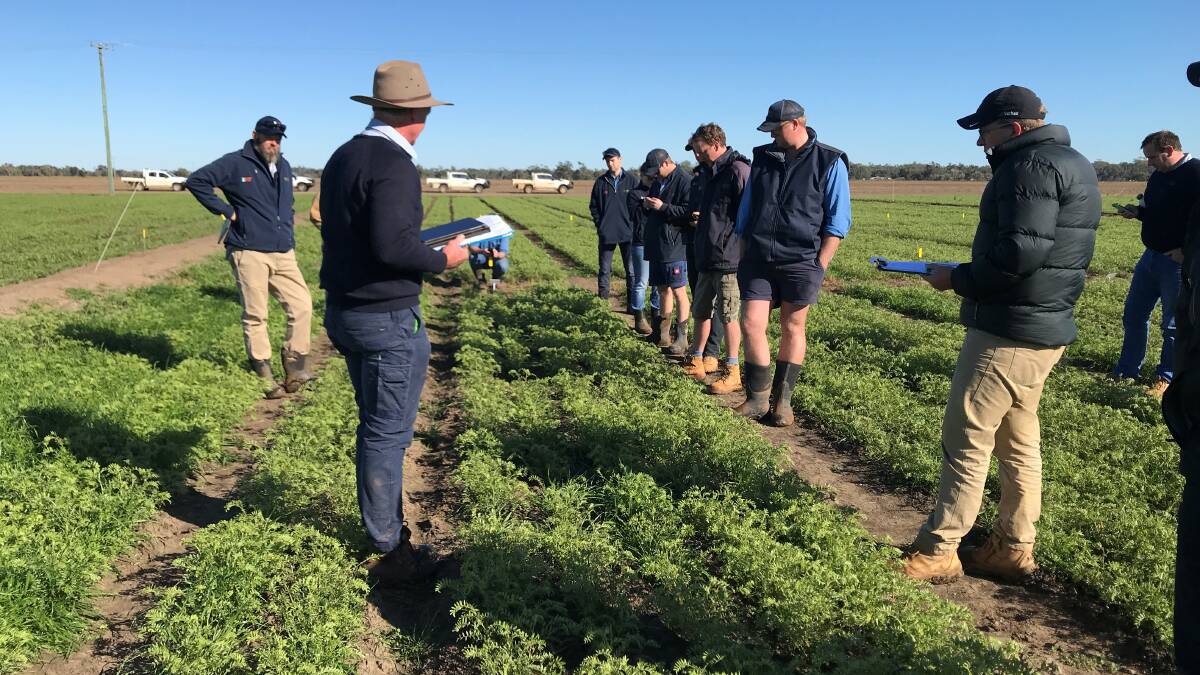 AgLink Central West NSW Agronomists inspect the new Adama pre-emergent herbicide Ultro in a chickpea trial site located at Condobolin in 2020. Photo: Adama