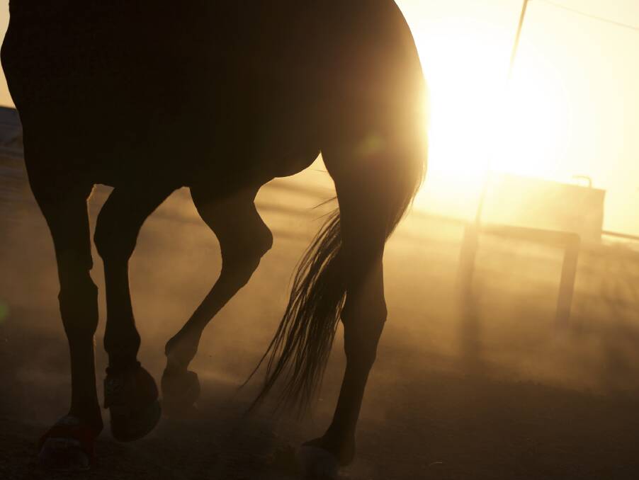 Horses have accounted for more deaths than any other animal in Australia over the past 10 years. Photo: Getty Images