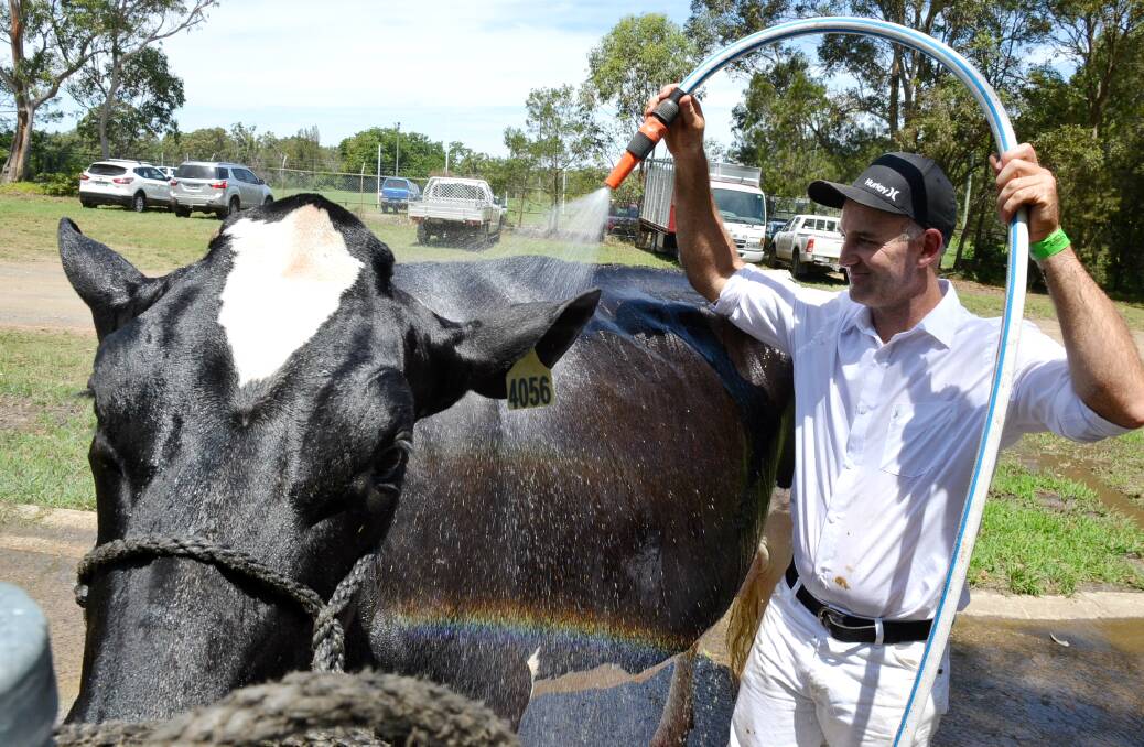 Brent Pepper cools off a cow at the Nowra Show during the heatwave conditions.
