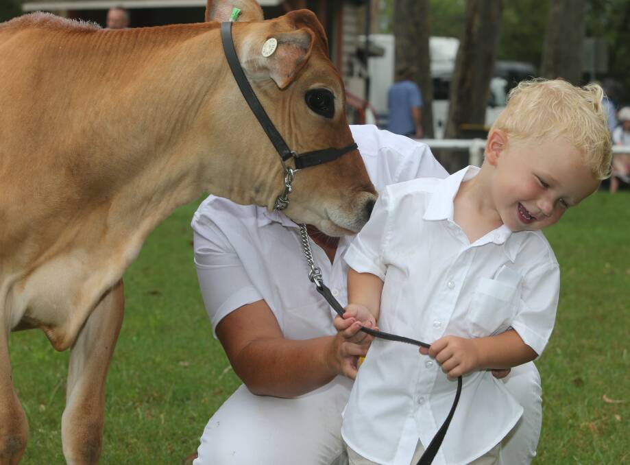 Will Warnes dodgers a lick from his calf Matinee Val Halen Bailey in the juniors paraders at the Nowra Show - check out some cute photos here.