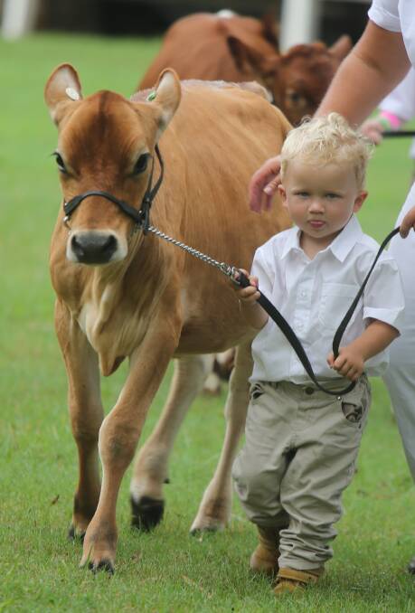 Three-year-old Will Warnes takes to the Nowra Show dairy ring with his entry Matinee Val Halen Bailey.