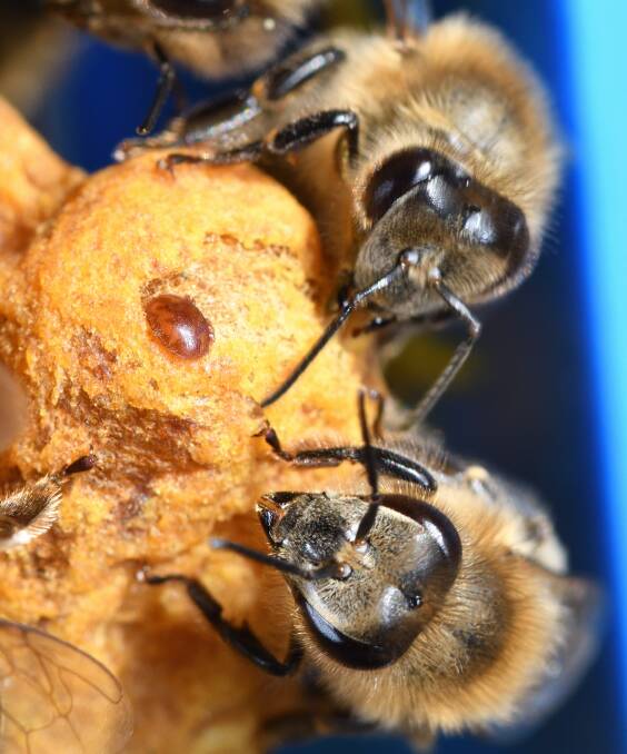 Varroa mite has had a devastating effect on the honey bee industry after it was detected in sentinel hives at Port of Newcastle on June 22, 2022. 