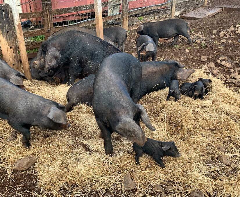 Cromwell Farms' heritage breed pigs are sought after by local restaurants. Picture supplied 