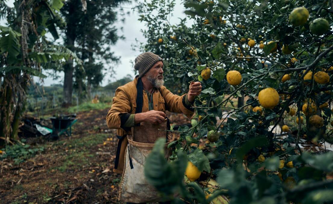 Greg Cromwell in Cromwell Farm's citrus orchard. Picture supplied.