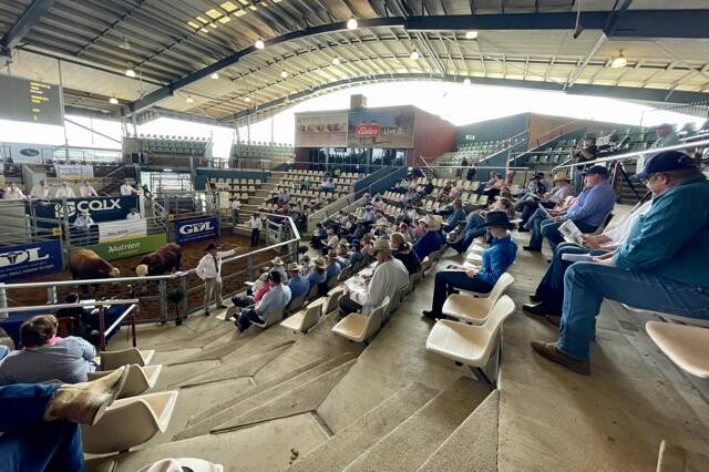 BUYING FRENZY: More than 100 buyers and vendors from across Australia attended the first Queensland Simmental bull sale at CQLX Gracemere on Monday. 