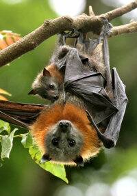 Grey-headed flying foxes are endemic to the south eastern forested areas of Australia, principally east of the Great Dividing Range. Picture: Vivien Jones