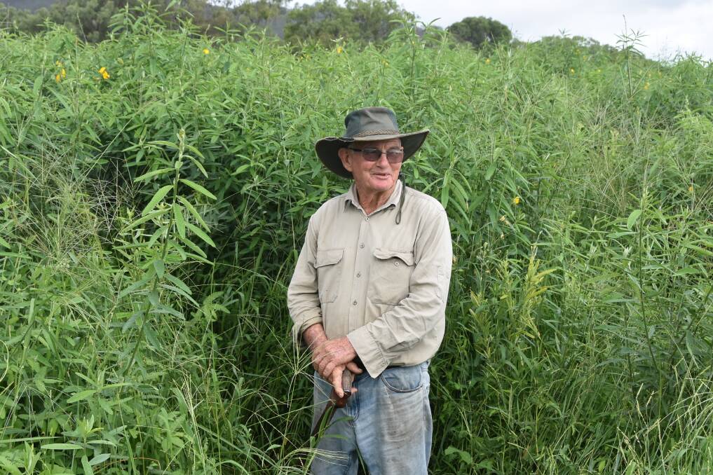 Multi-species cropping: John 'Johnny' Gargan stands in his healthy and tall crop of sunn hemp, which he planted as a cover crop for his cattle and forage harvest. Pictures: Ben Harden.