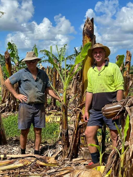Bartle Frere Banana growers Bernie and son Gavin Daveney are questioning why it took an additional day for TC Niran to be declared by the Bureau of Meteorology. 