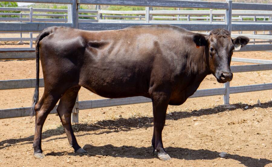 An embryo package from BARFS3862 Wagyu female topped the embryo section of the sale catalogue. Picture: Bar H Grazing 