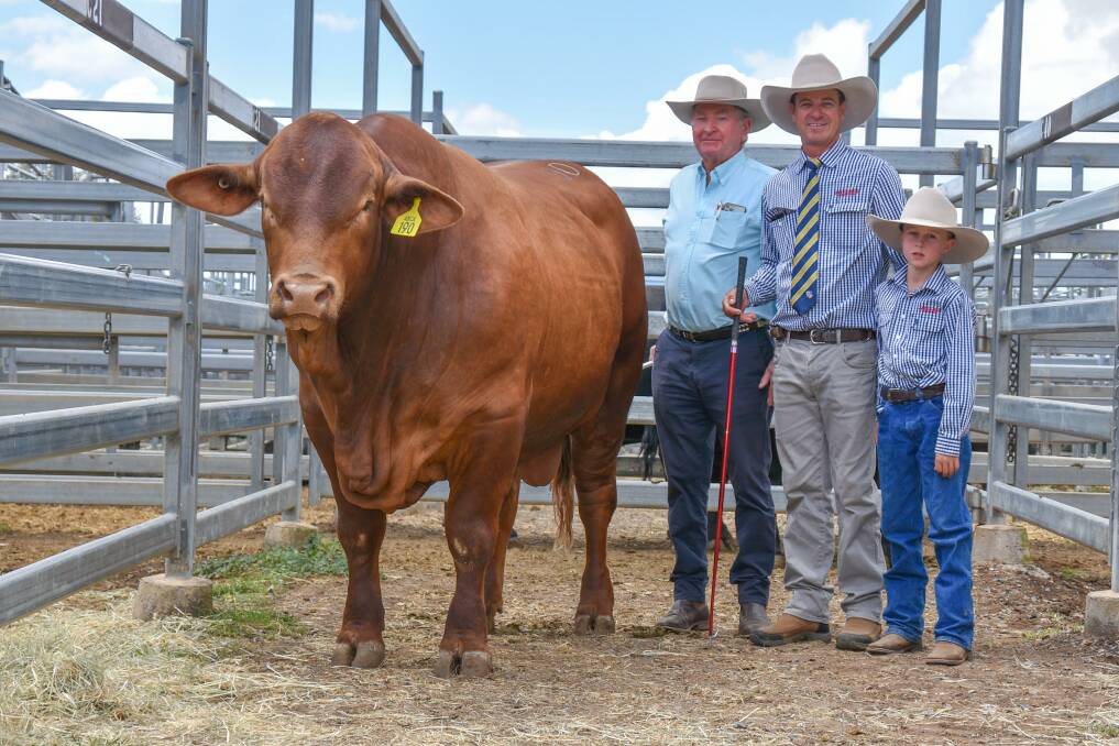 Top selling Red Brangus bull, with buyer Ian Galloway, Galloway Cattle Co, Roma, and vendor Jack Walker and his son, Charlie, of Jateebee Red Brangus Stud, Theodore. Picture: Ben Harden 