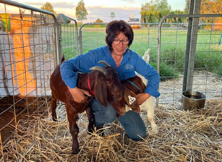 Emerald boer goat producer Glenda Valler of Bellarine Boer Goats, caring for some of her ill goats. Picture supplied