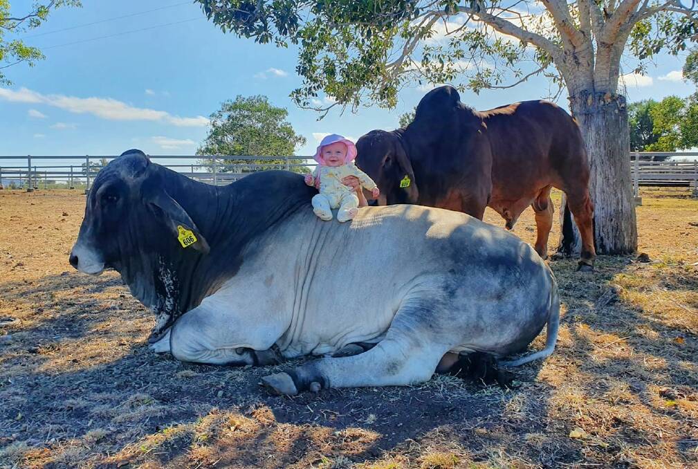 Eight-month-old Mia, with the two bulls that sold to average $55,000 at Rockhampton Brahman Week. Photo: Supplied