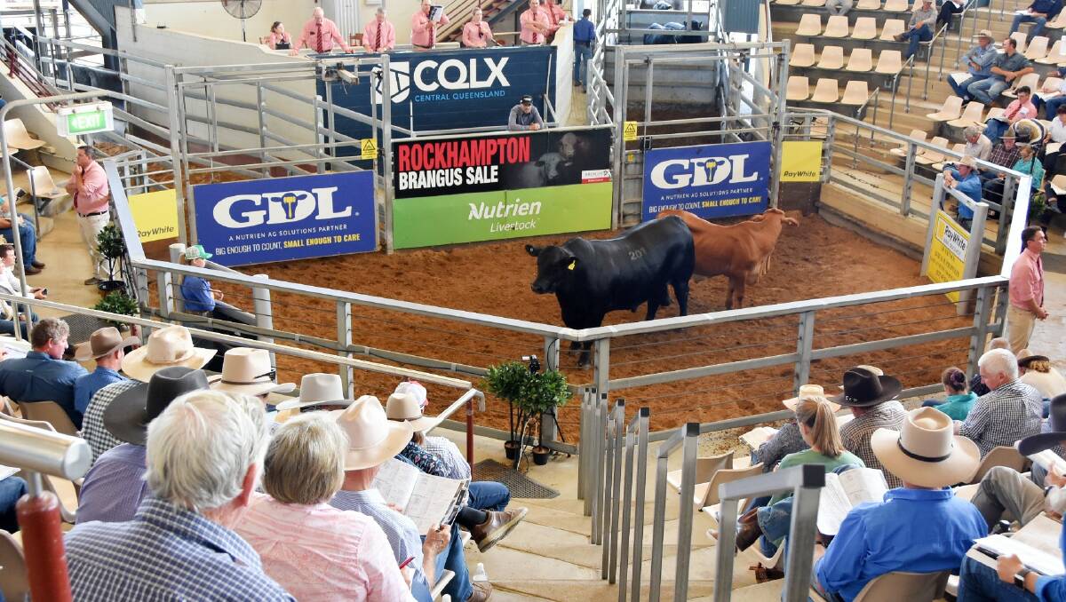 SOLD: Barronessa Holloway, the most recent winner of the ACM Sire Shootout, sold under the hammer at the Rockhampton Brangus Sale on Tuesday. Photo: Ben Harden
