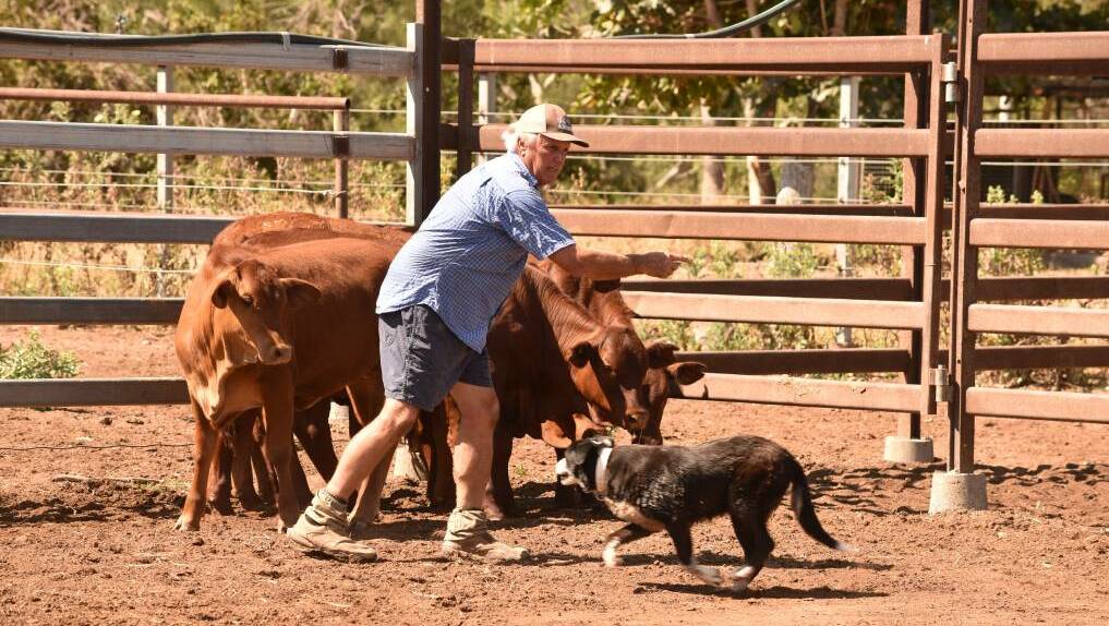  Neil McDonald working a mob of weaners. 