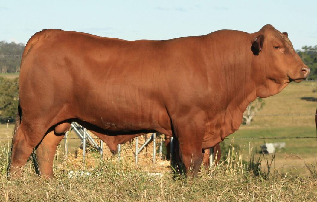 The top-priced sire Namoona Ricky Bobbie sold for $13,000 to a Queensland commercial beef operation, Marlborough.