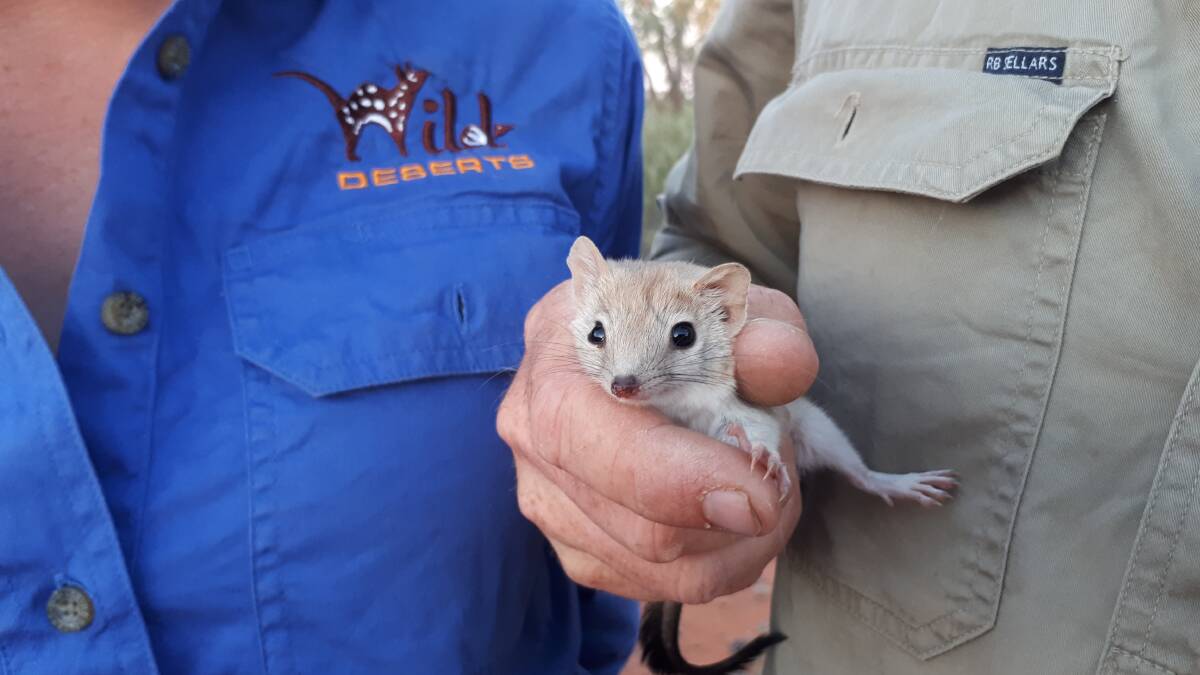 WELCOME BACK: A Crest-tailed Mulgara has been found in Sturt National Park by a team from the UNSW Sydney Wild Deserts project Photo: REECE PEDLER.