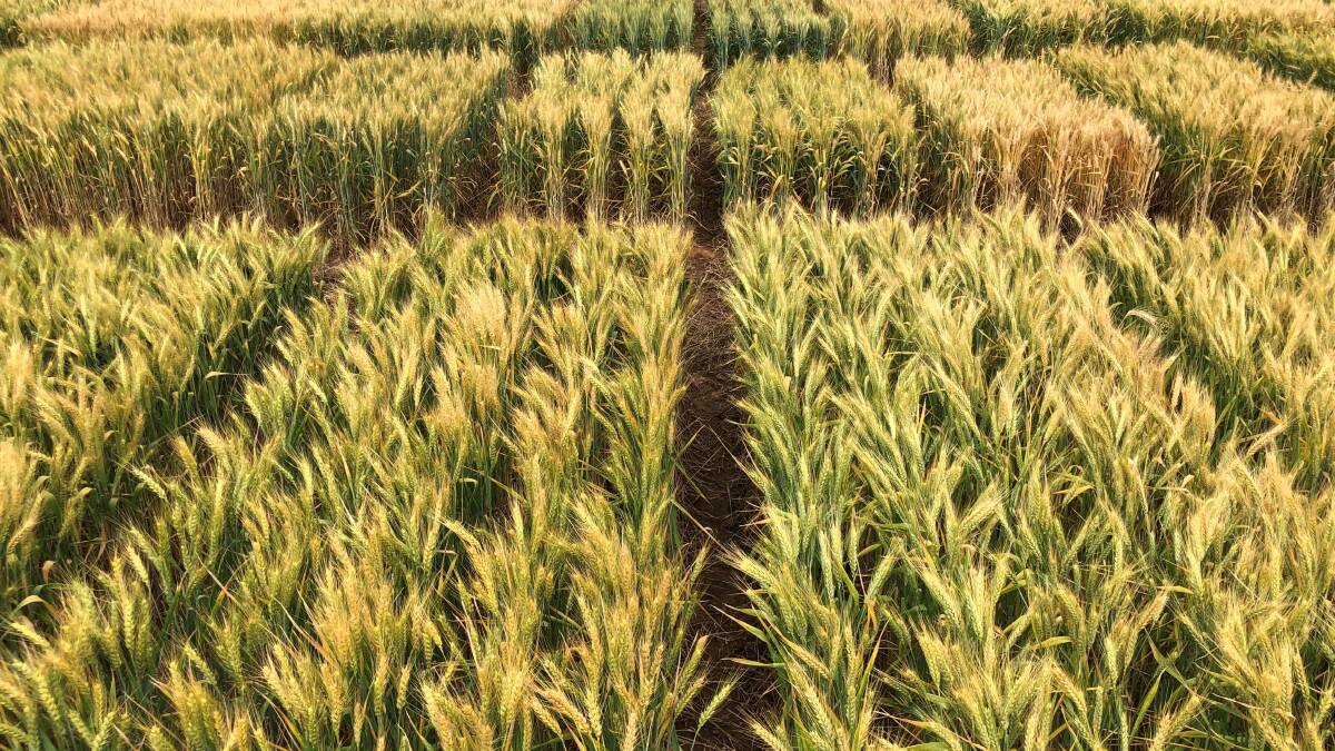 New wheat options set to boost profits for northern growers